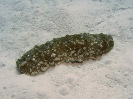 024 Three Rowed Sea Cucumber  IMG 5335